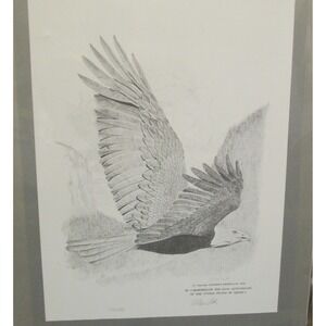 D. Noel Smith 1976 limited Edition Eagle Print- authenticated & signed! - 16x20"